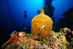 Jug on Wreck, Truk Lagoon by Brian Gonzales 